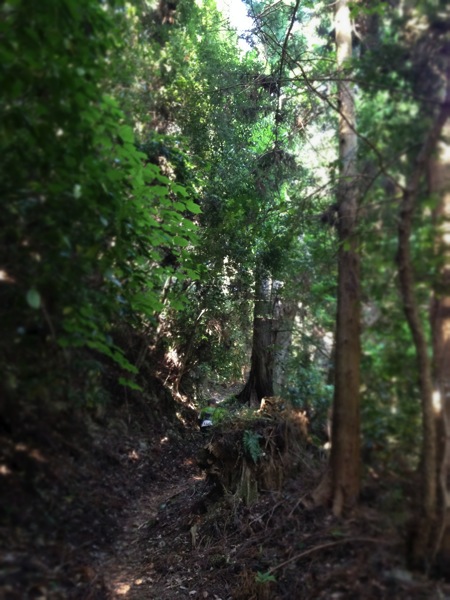A narrow dirt trail cutting through a dense green forest with tall trees on both sides